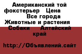 Американский той фокстерьер › Цена ­ 25 000 - Все города Животные и растения » Собаки   . Алтайский край